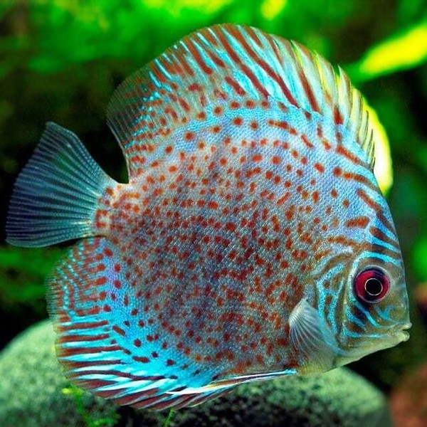 S.discus   Discus leopard 8-9 cm